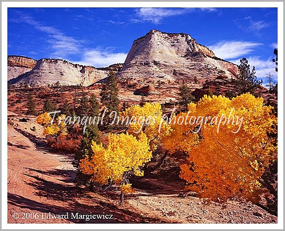 450175---- Golden foliage in the upper mesa of Zion NP